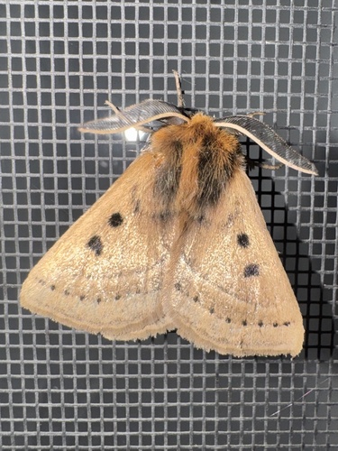 Eyespot Anthelid Moth