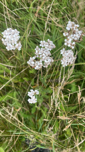 common yarrow