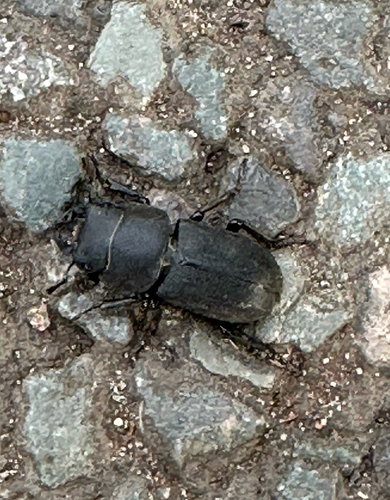 Lesser Stag Beetle