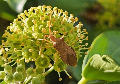 Box Bug