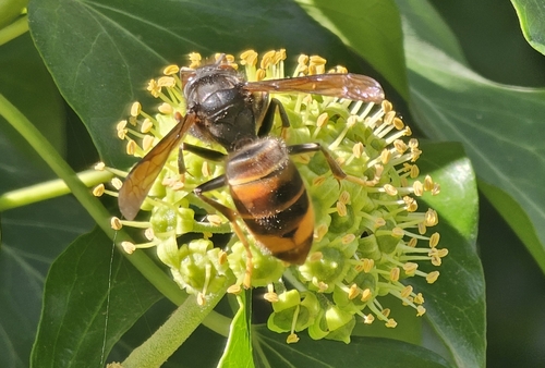 Vespa velutina nigrithorax