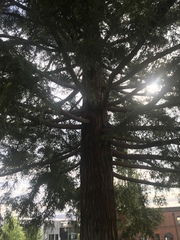 Sequoia sempervirens