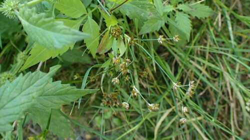 Juncus articulatus, photograph 2
