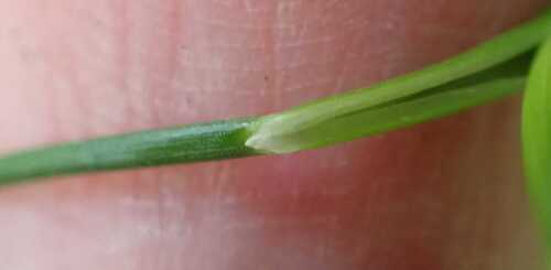 Juncus articulatus, photograph 6