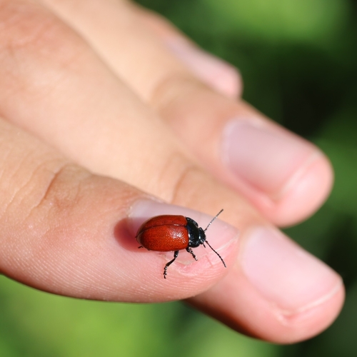 Chrysolina lucida