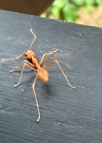 Asian Weaver Ant