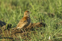 Red-Capped Lark photo 2