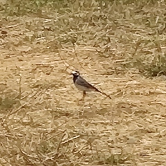 Motacilla alba