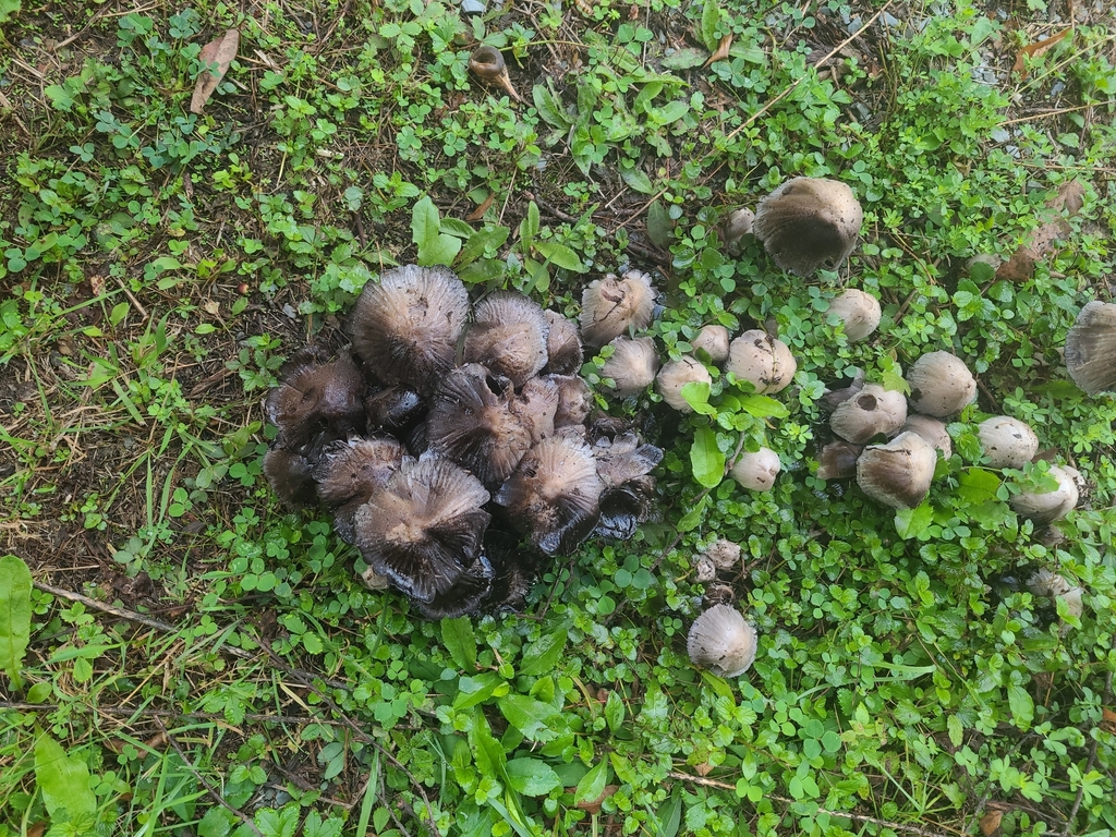 Common Ink Cap · September 2026 · photo: Photo: (c) jptilley, some rights reserved (CC BY) · iNaturalist