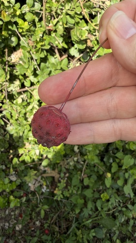 kousa dogwood