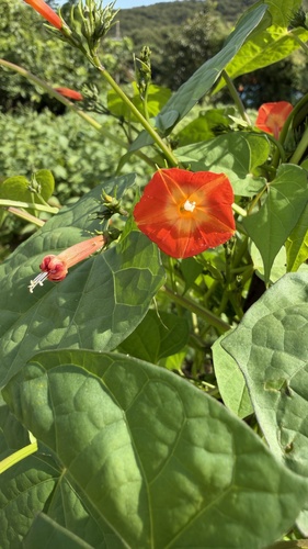 red morning glory