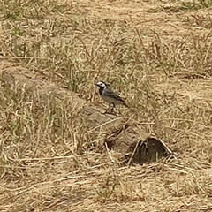 Motacilla alba