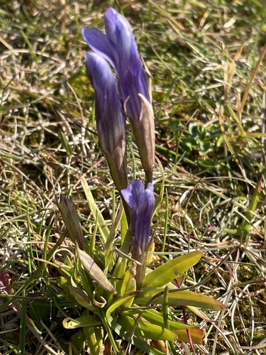 Gentianopsis detonsa observed 2026-08-11