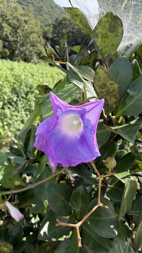ivy-leaved morning-glory