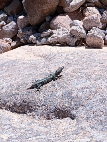 Bedriaga's Rock Lizard