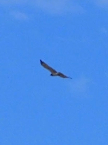 Short-toed Snake-Eagle
