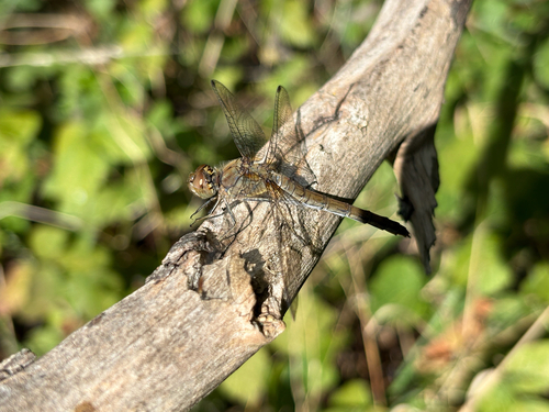 Common Darter