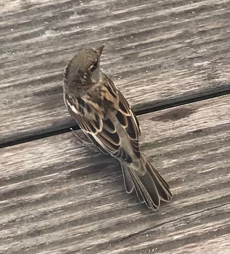 House Sparrow