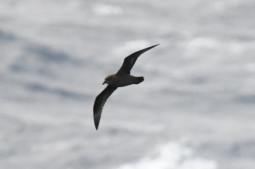 Petrel aligrande (Pterodroma macroptera)
