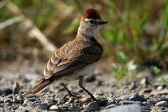 Red-Capped Lark photo 3
