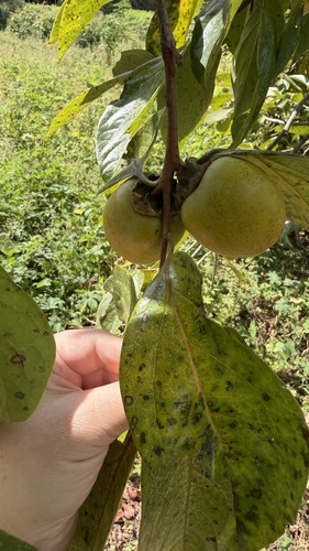 Japanese Persimmon