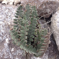 Astrolepis crassifolia