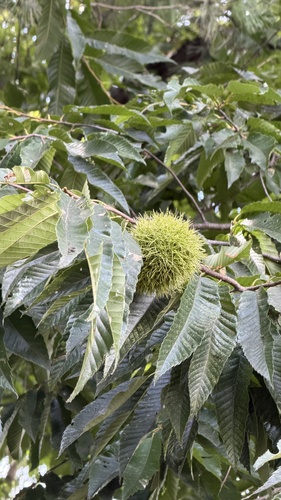Japanese Chestnut