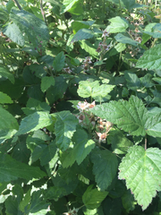 Rubus ursinus macropetalus