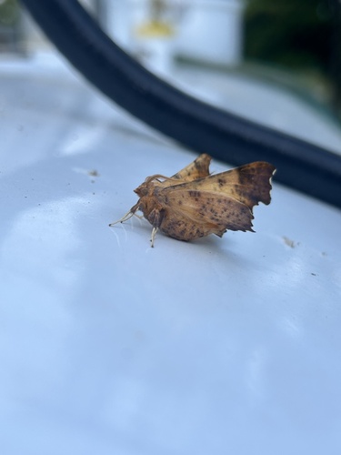 Maple Spanworm Moth