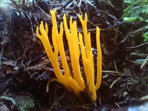 Jelly-antler