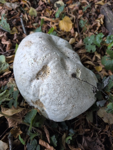 giant puffball