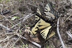 Papilio appalachiensis