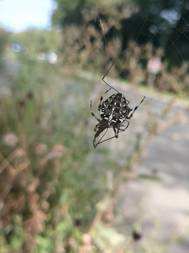 Cross Orbweaver