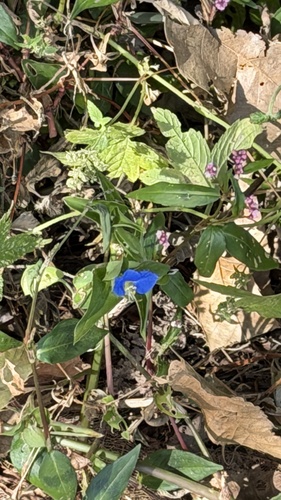 Asiatic dayflower
