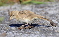 Red-Capped Lark photo 4