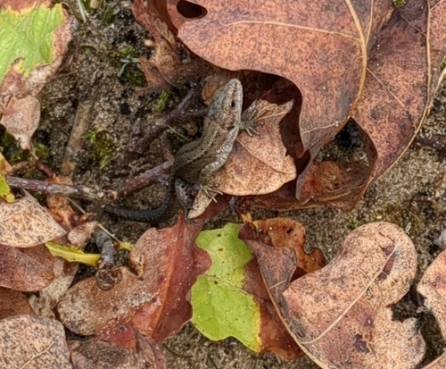 Viviparous Lizard