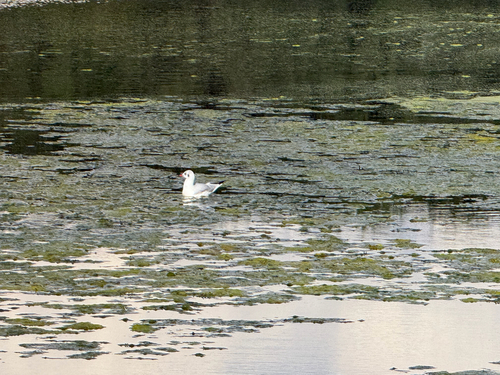 Black-headed Gull