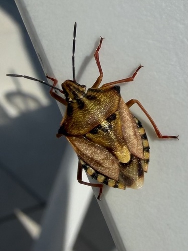 Black-shouldered Shieldbug
