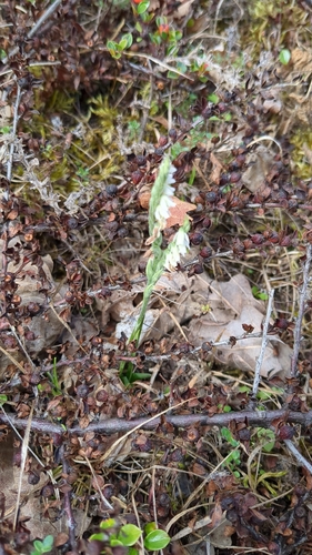 Autumn Ladies' Tresses