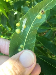 Phylloxera russellae