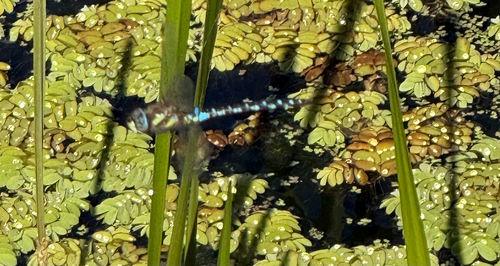 Migrant Hawker