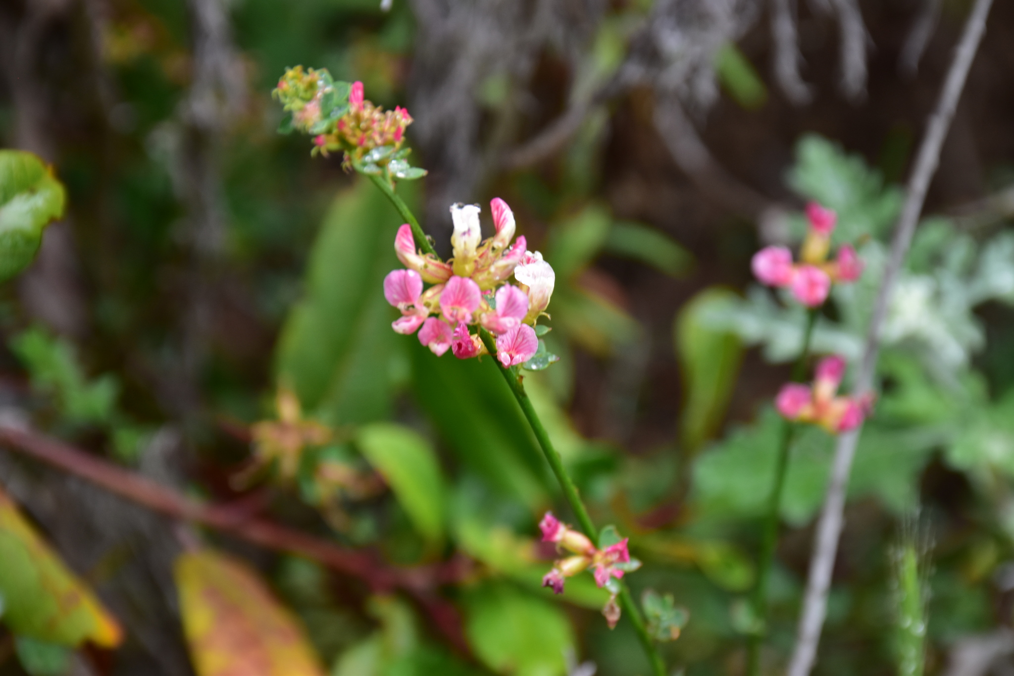 Acmispon cytisoides