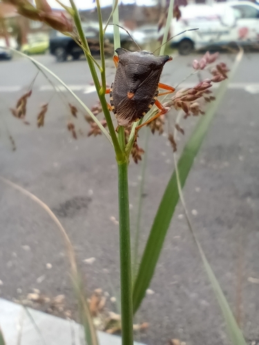 Forest Bug
