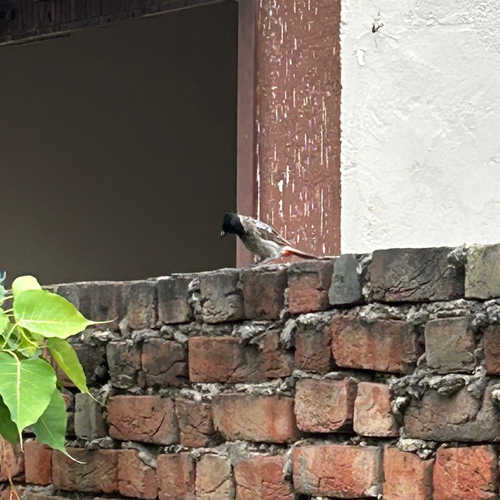 Red-vented Bulbul