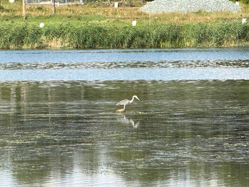 Grey Heron