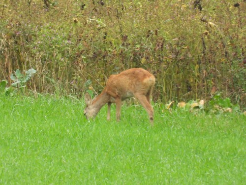 Western Roe Deer