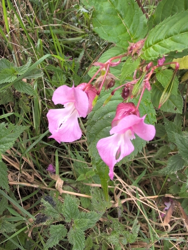 Himalayan balsam