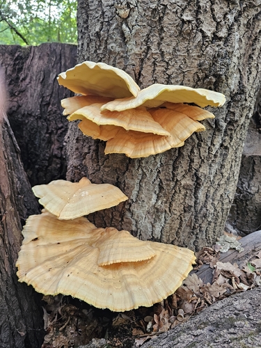 chicken of the woods