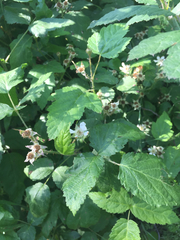 Rubus ursinus macropetalus
