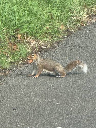 Eastern Gray Squirrel